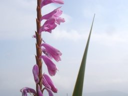 Watsonia confusa flower spike